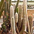 Cacti