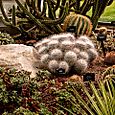 Bed of cactus