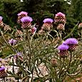 Thistles