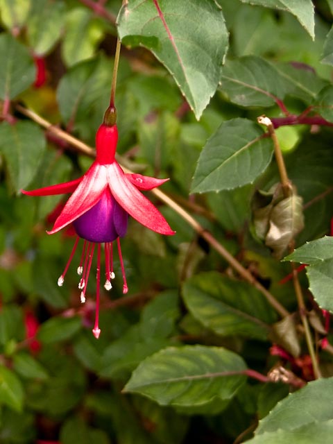 Fuschia