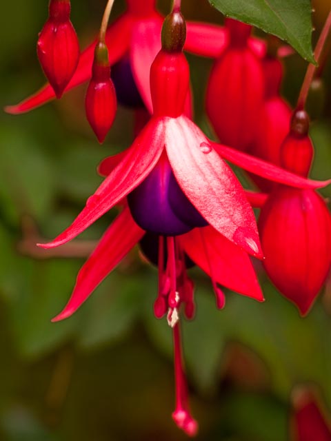 Fuschia-2