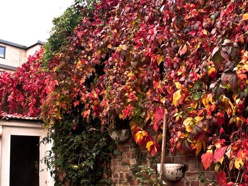 Autumn Leaves