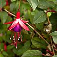 Fuschia