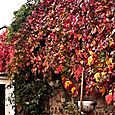 Autumn Leaves