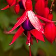 Fuschia