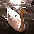 Swan