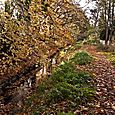 Autumnal brook