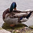 Battersea Duck
