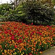 Red tulips