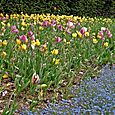 Tulips and blue gentian