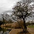 Tree and grass