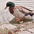 Mallard