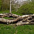 Felled