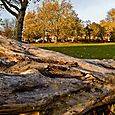 Fallen trees