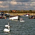 Swans at Keyhaven