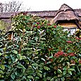 Thatched cottage