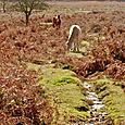 Ponies grazing