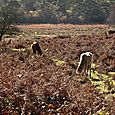 New Forest Ponies