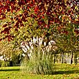 Autumnal Pampas