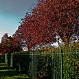 Red leaves with fence