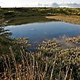 Mudflat lagoon