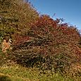 Berry bush