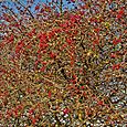 Berries - harbinger of a cold winter