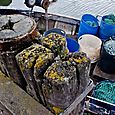 Lichen and nets