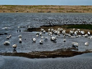 On the Fleet Lagoon