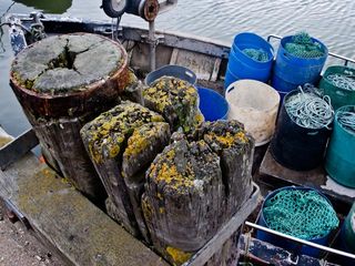 Lichen and nets