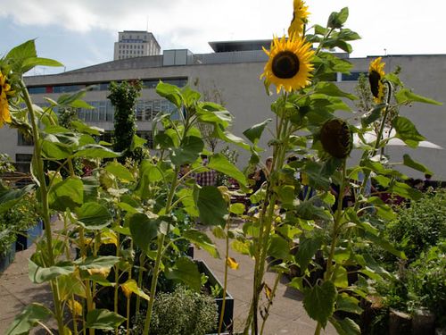 Sunflowers