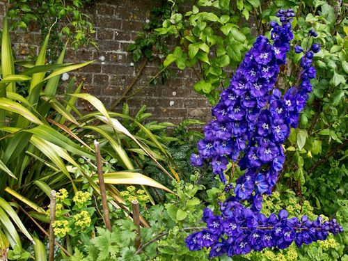 Blue flowers