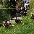 Ducks on Bridehead Lake