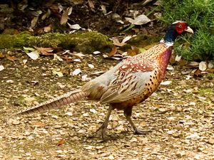 Pheasant (2)