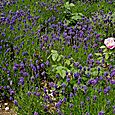 Lavender and  roses