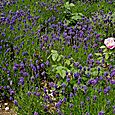 Lavender and  roses