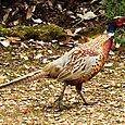 Pheasant