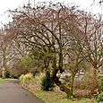 Brockwell pathway