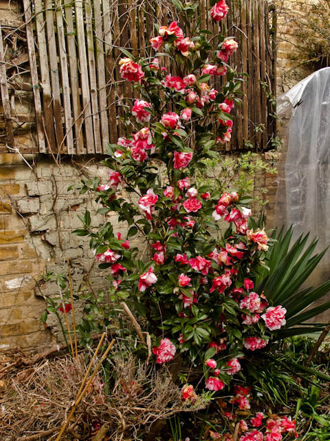 April Camellia