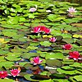 Lily Pond