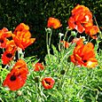 Poppies