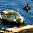 Swan with cygnet