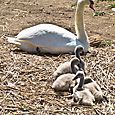 Flock of cygnets