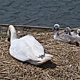 Sunbathing cygnets