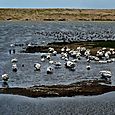 On the fleet lagoon