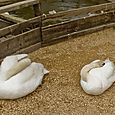 Swans curled up