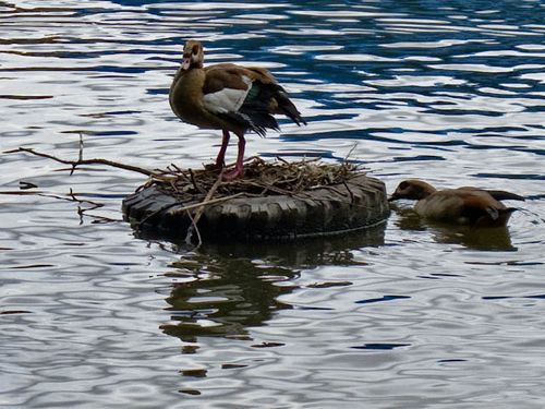 Duck on tyre