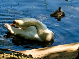 Swan with cygnet