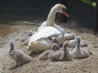 Swan and her cygnets