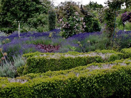 Lavender bed